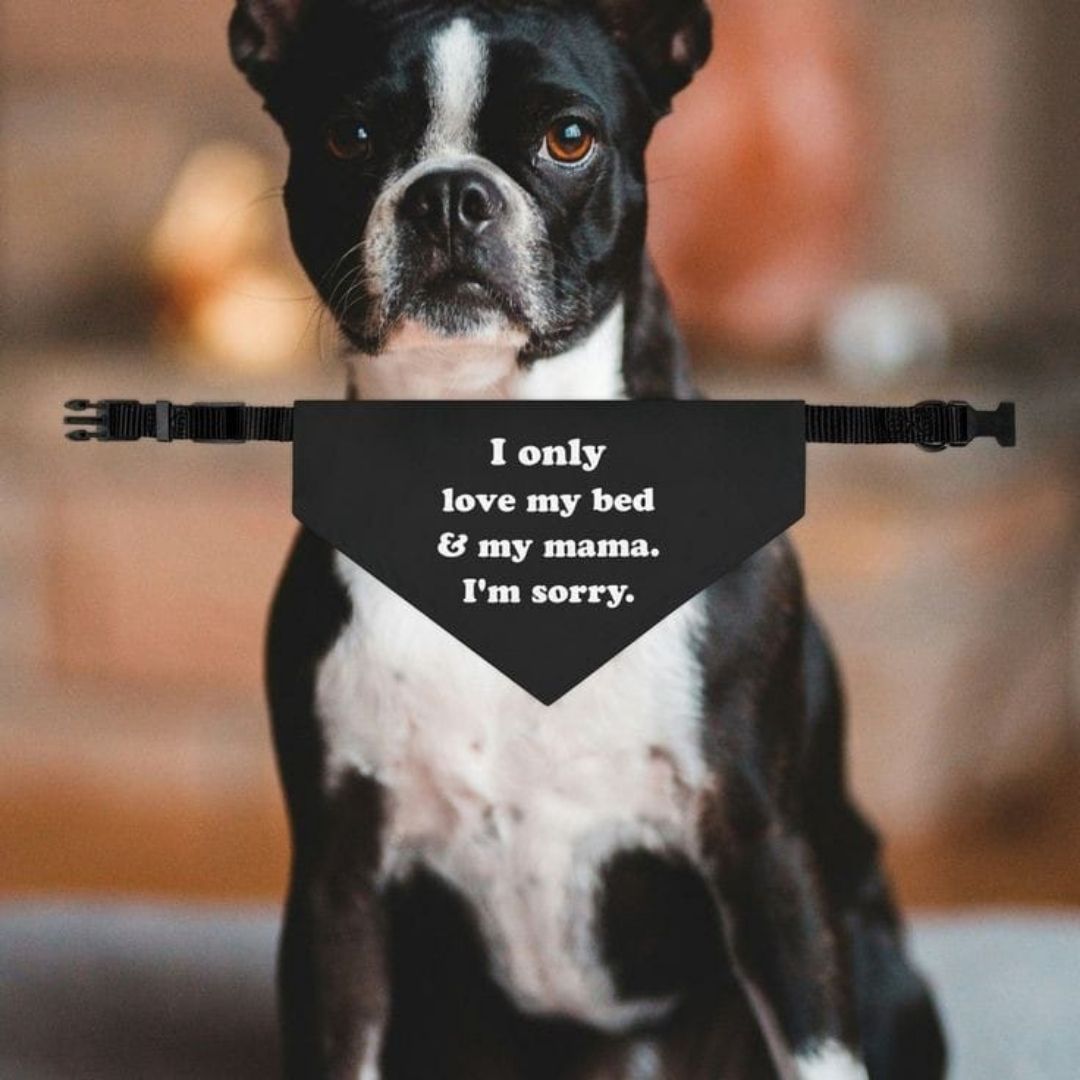 Adjustable Dog Collar with Bandana