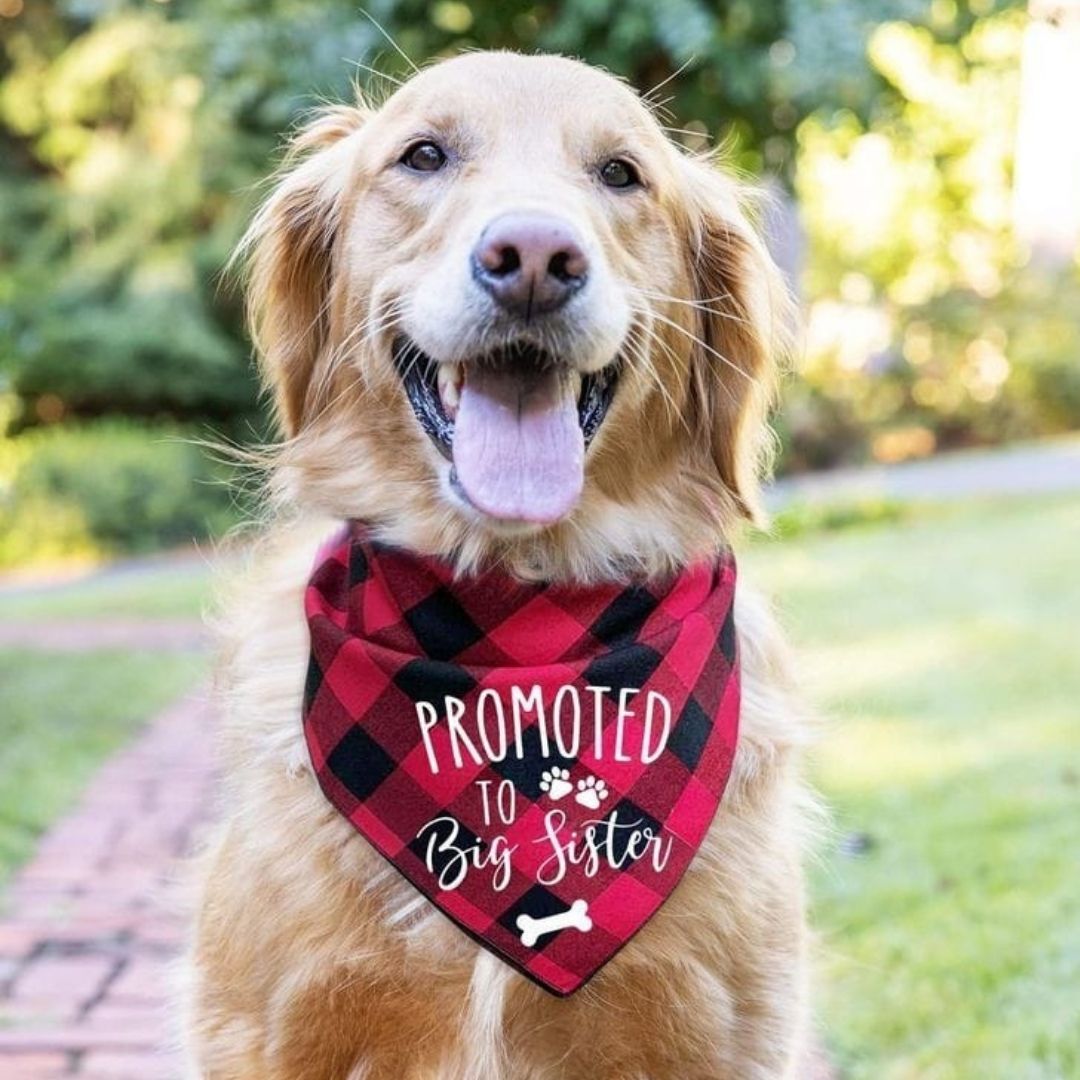 Adjustable Dog Collar with Bandana - Image 4